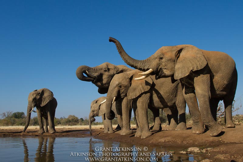 Elephants at Mashatu - Copyright © Grant Atkinson